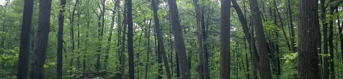 Thousand Year Picnic